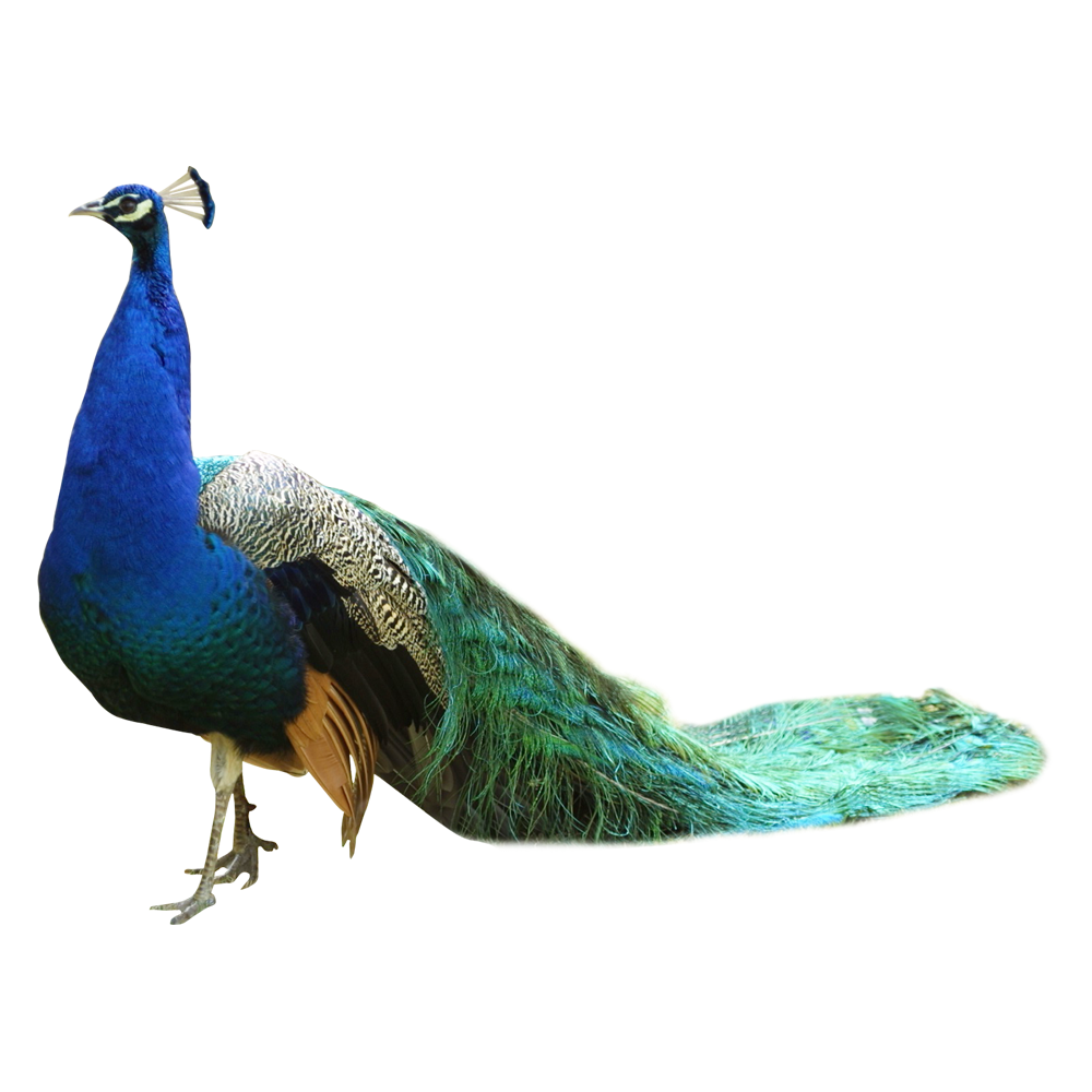 Peacock peahen images hd photo clipart