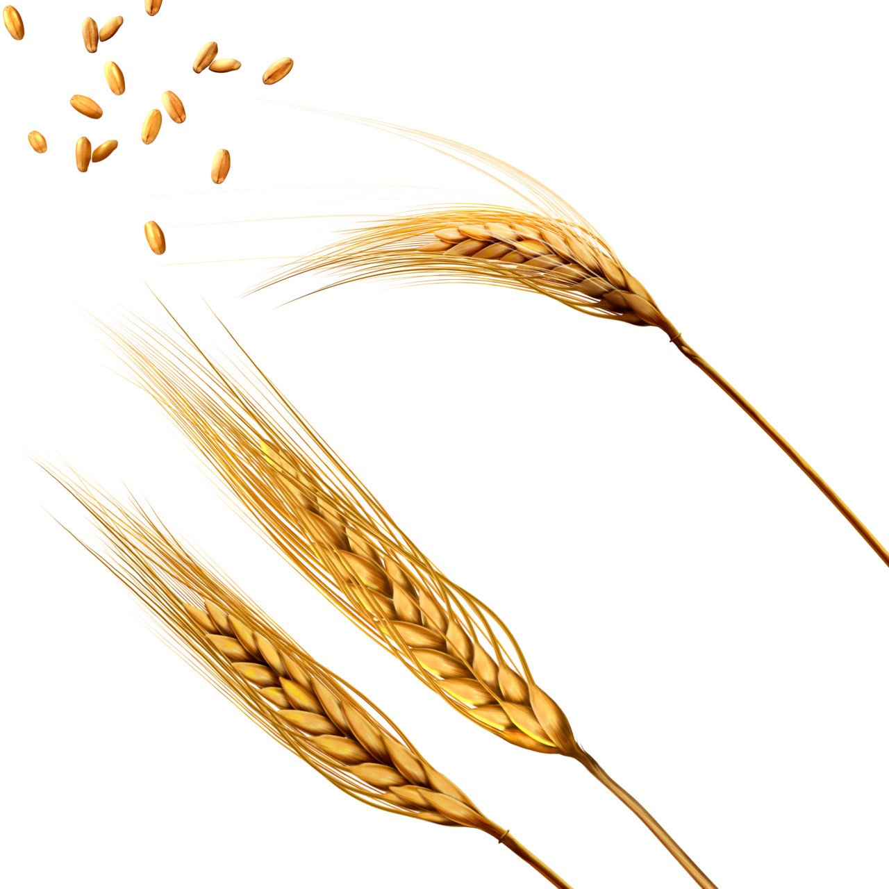 Wheat image for clipart 2