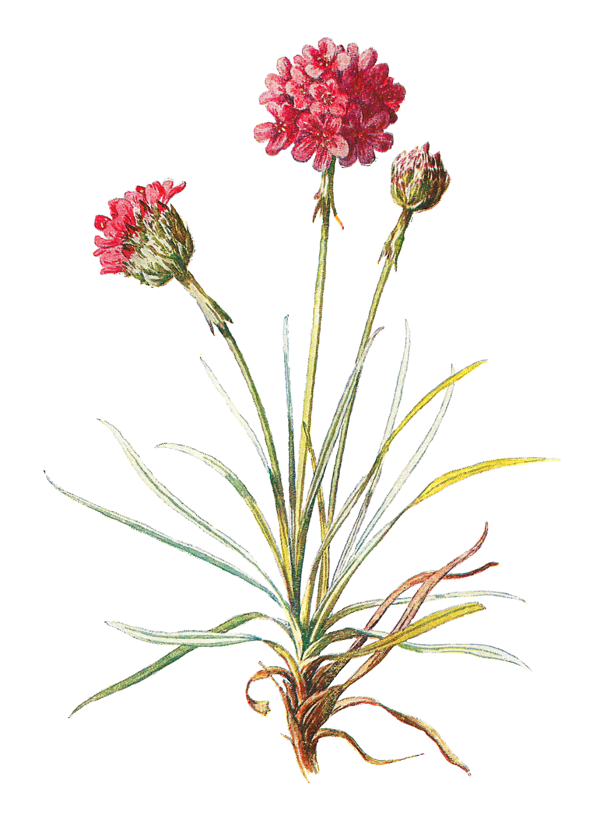 Antique images wildflower image botanical flower clipart thrift