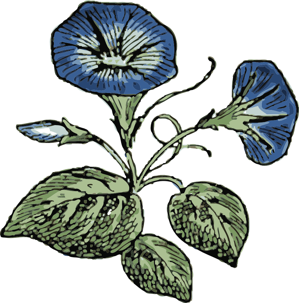 Wildflower linelabels clipart morning glory transparent