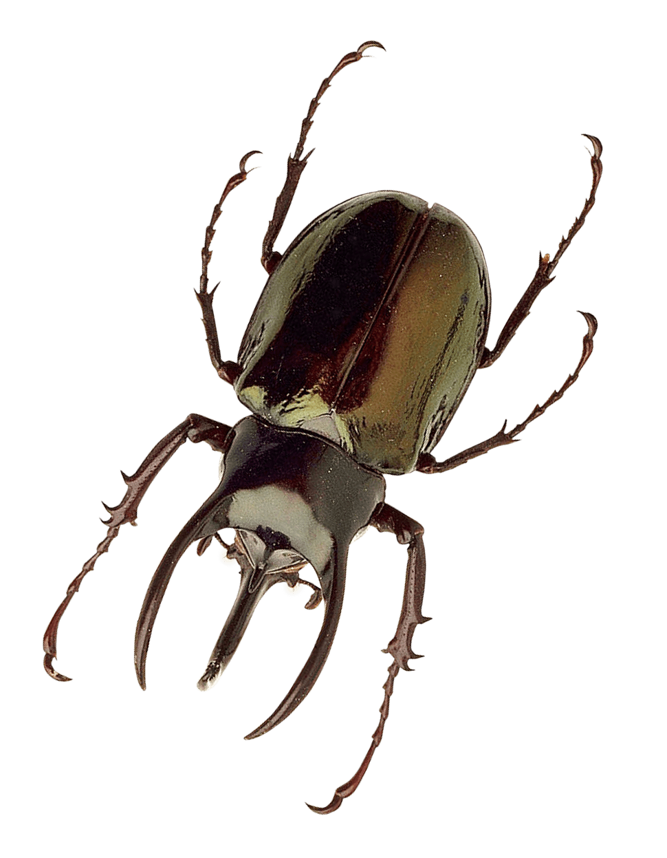 Insect clipart free