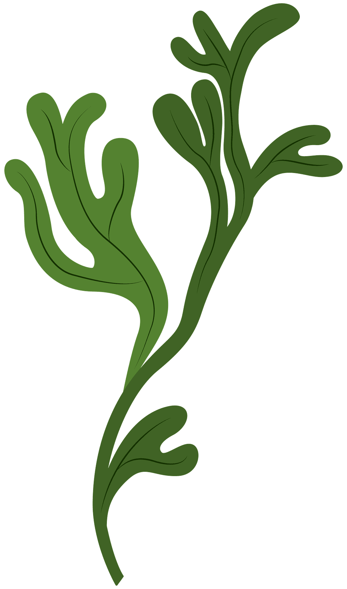 Seaweed vector clipart images