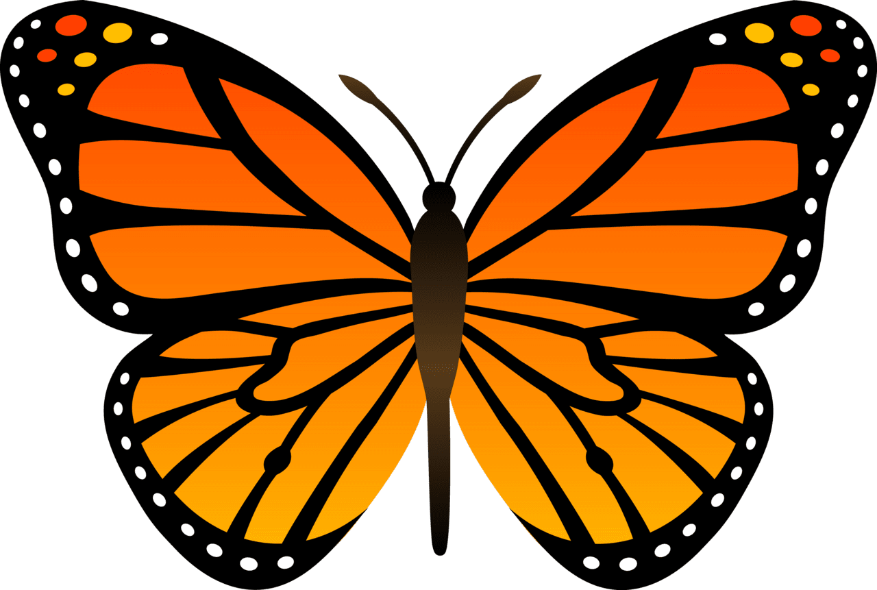 Insect orange butterfly image butterflies with background clipart