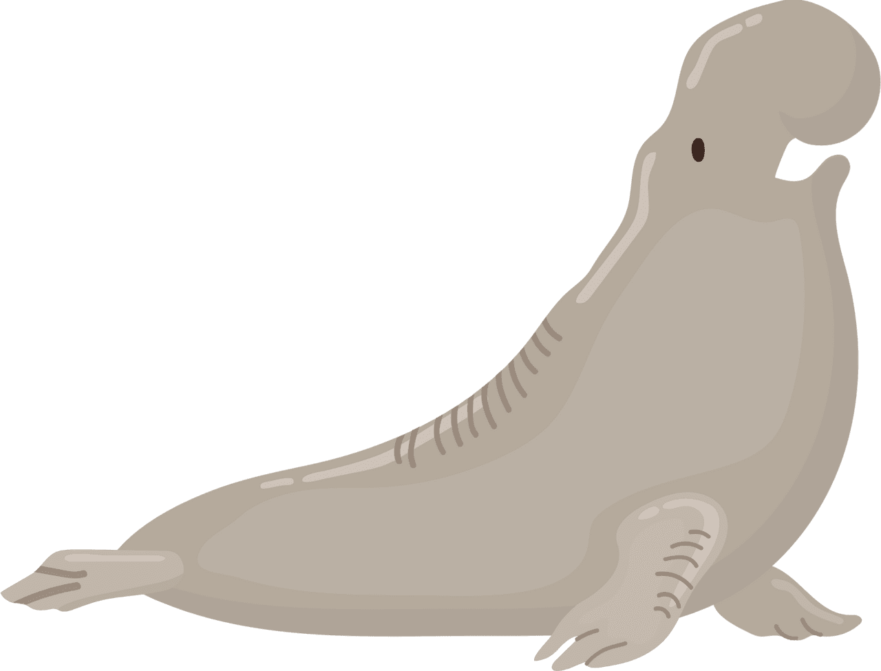 Elephant seal vector clipart images