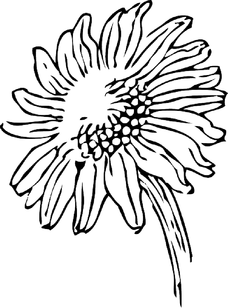 Sunflower black and white pin page clipart picture