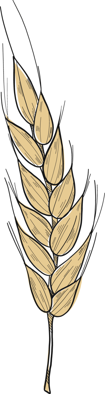 Wheat vector clipart images 4