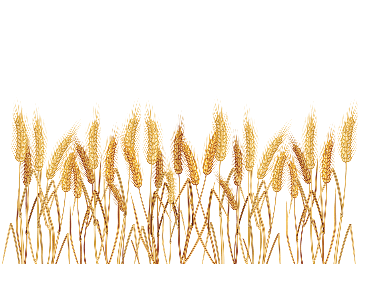 Wheat clipart vector