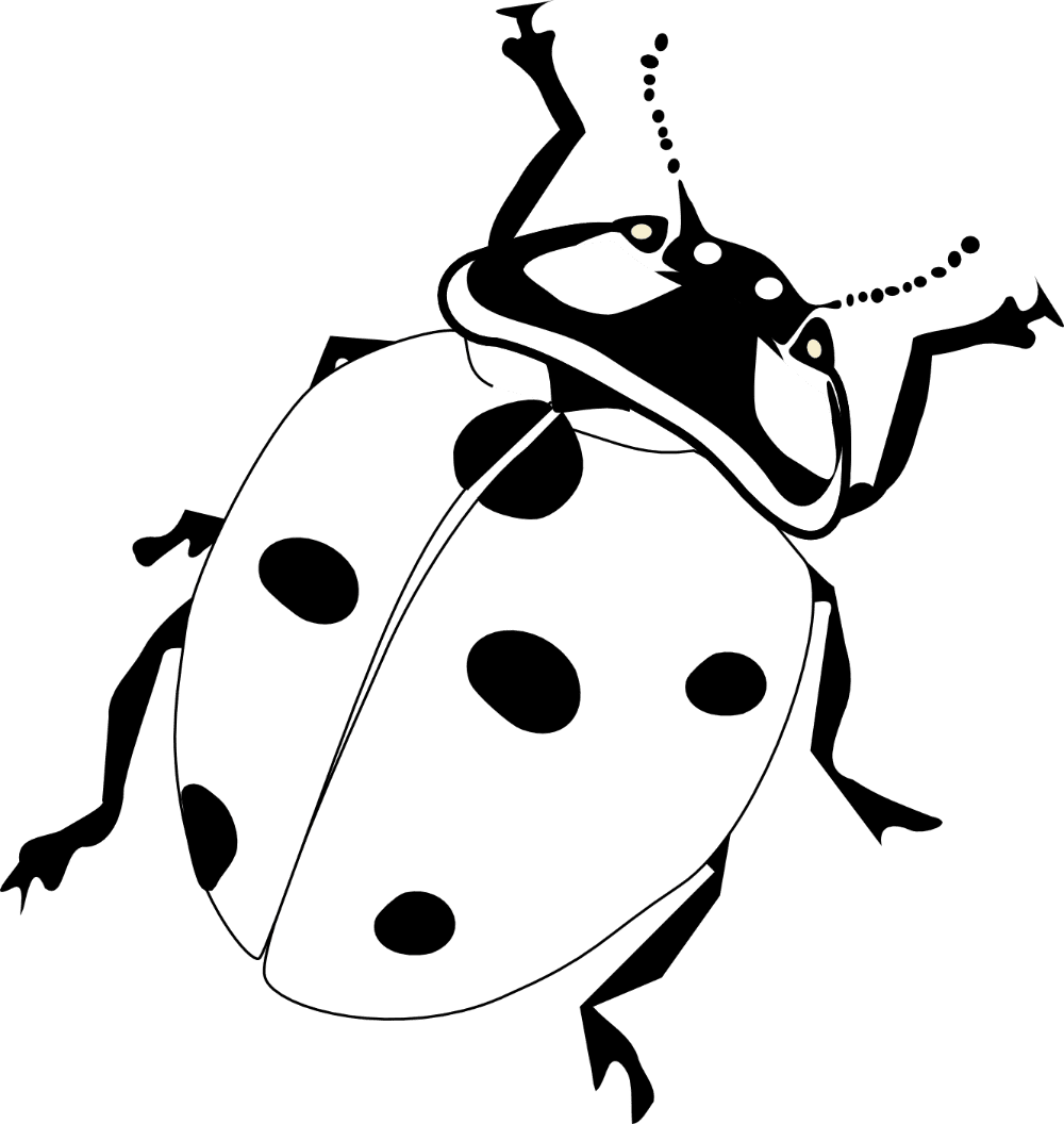 Insect ladybug black and white clipart photo