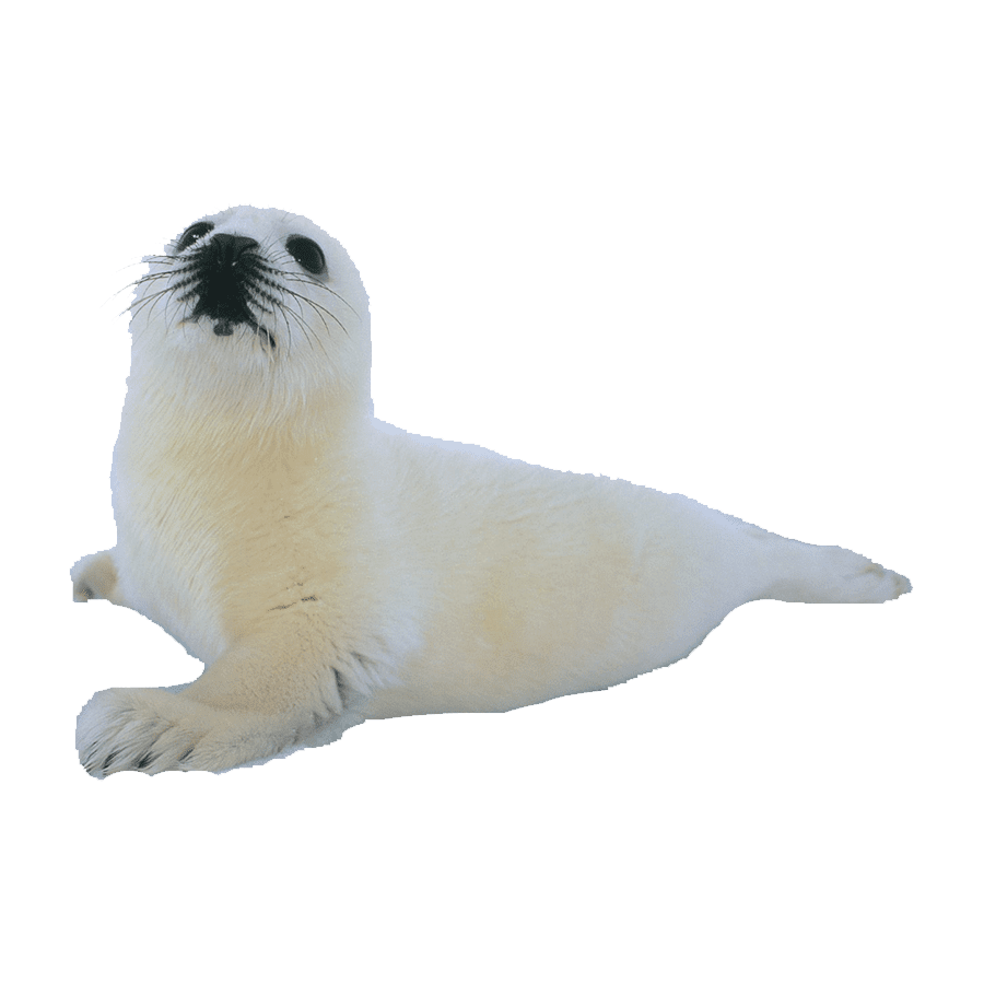 Harp seal images hd photo clipart