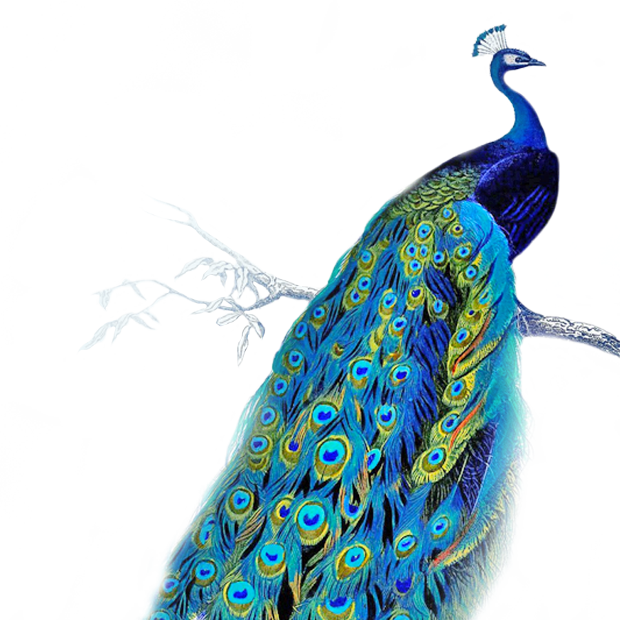 Peacock pin page clipart transparent