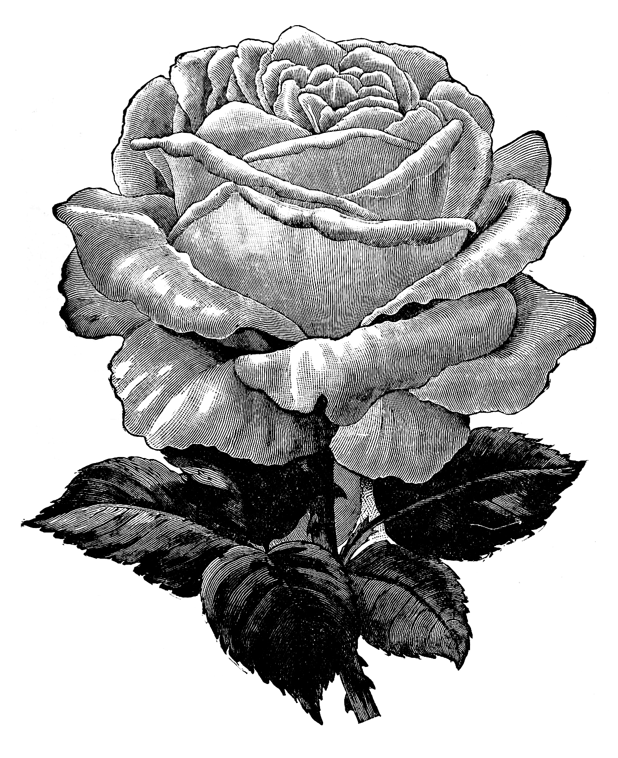 Rose black and white pin page clipart transparent 2