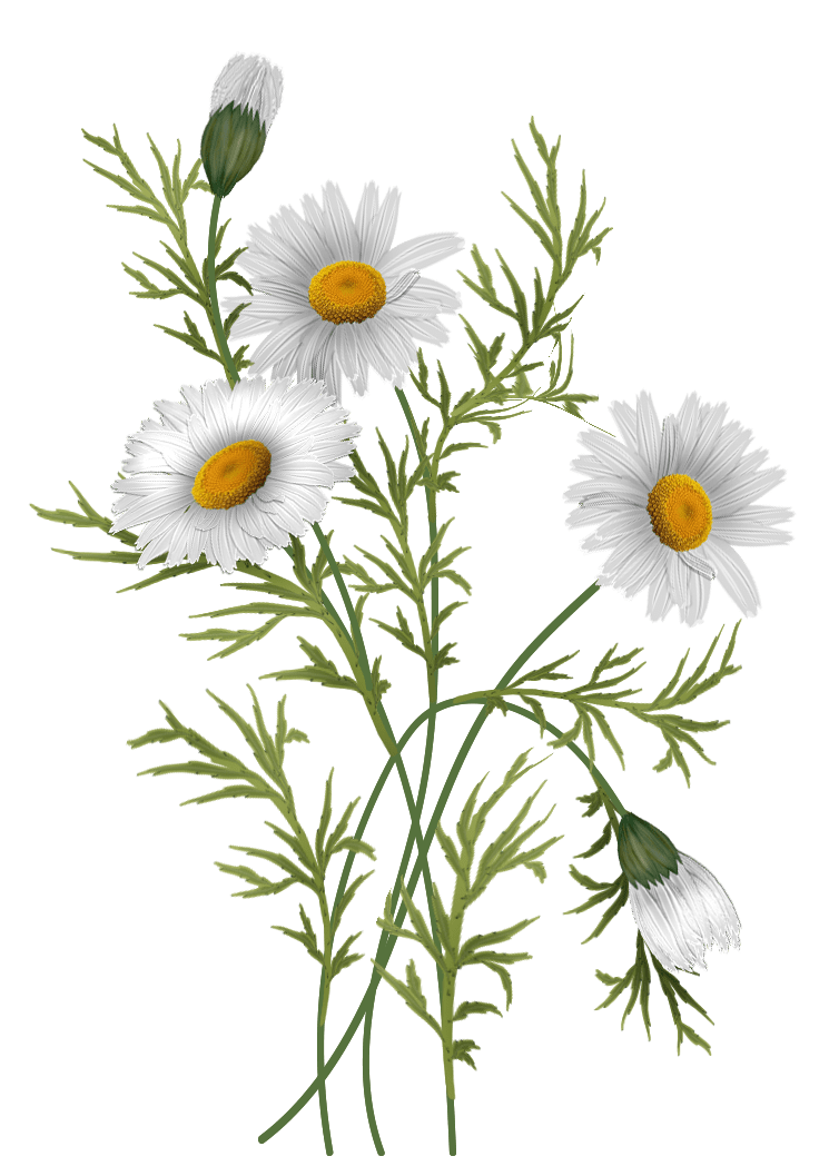 Wildflower pin page clipart background