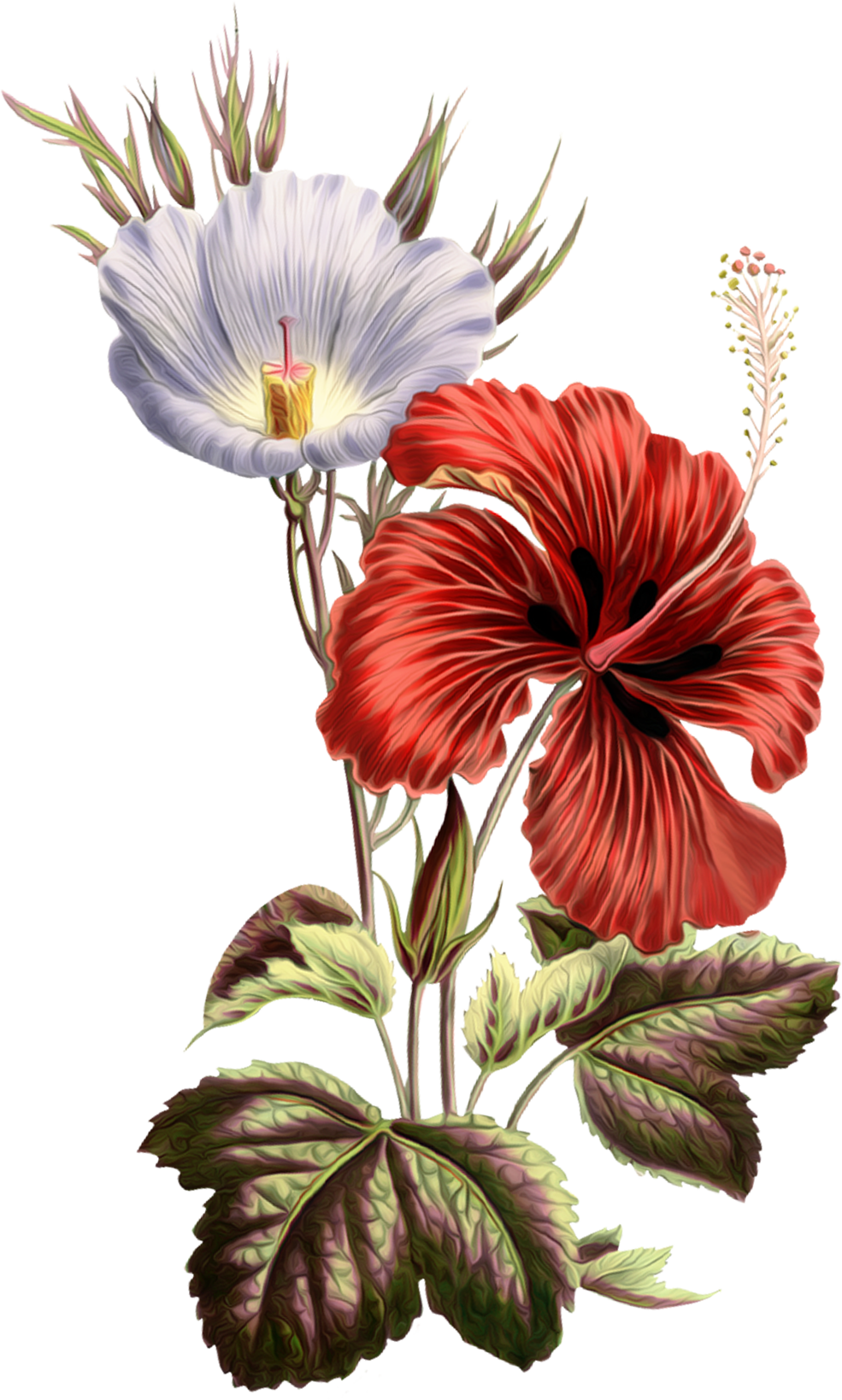 Hibiscus flower pin page clipart transparent