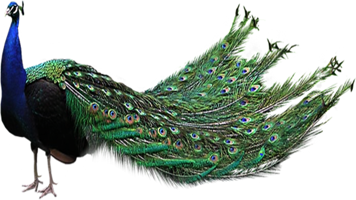 Peacock images clipart