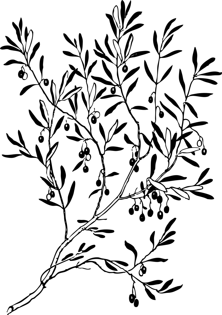 Tattoo olive branch black white line art coloring book clipart best logo