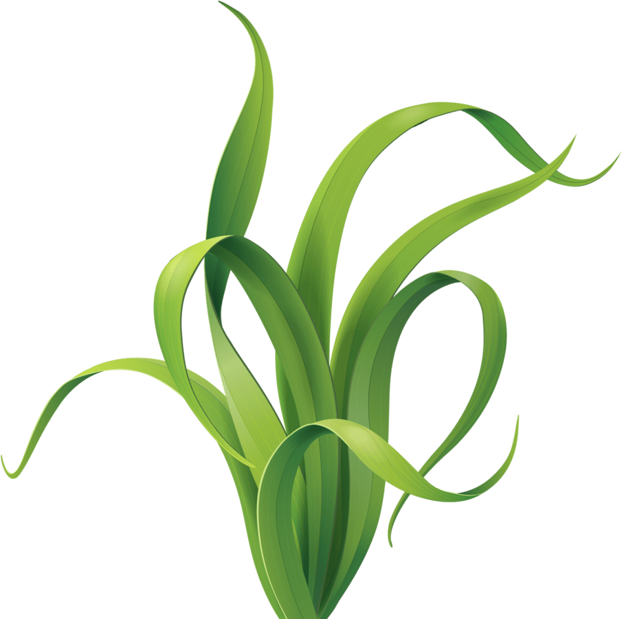 Seaweed clipart transparent