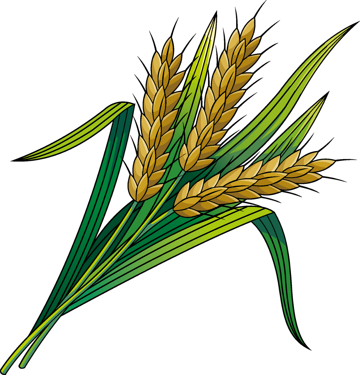 Wheat vector clipart images