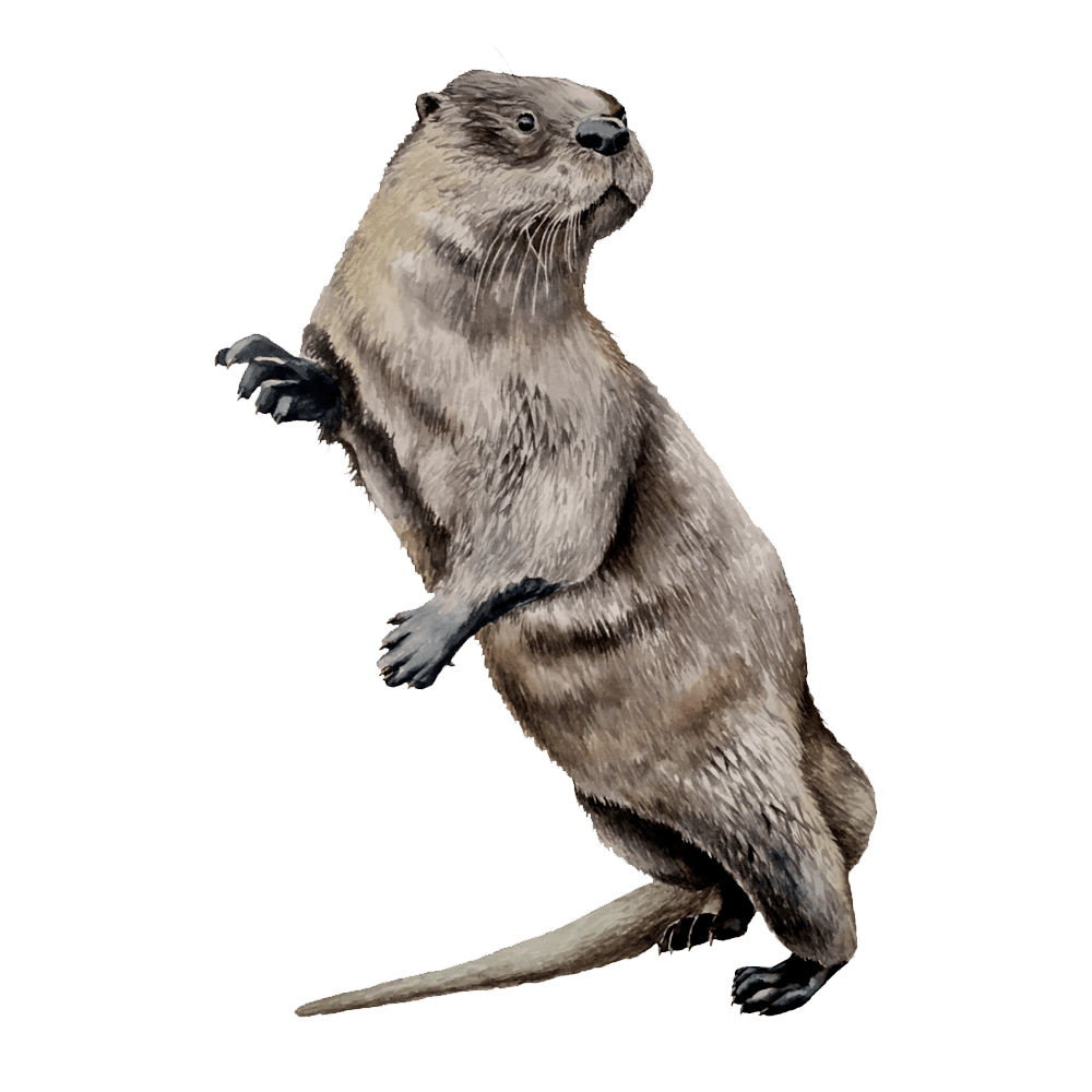 Otter images hd photo clipart