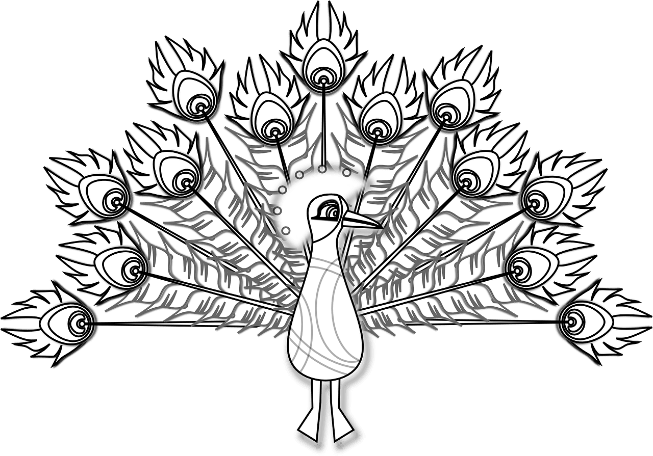 Peacock plumage display vector graphic clipart