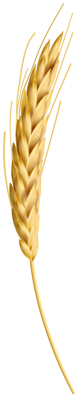 Wheat class clipart high quality images and 2