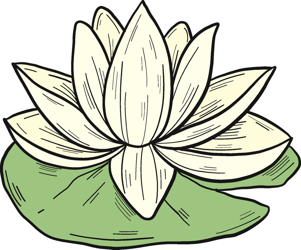 Lily pad white water vector clipart images