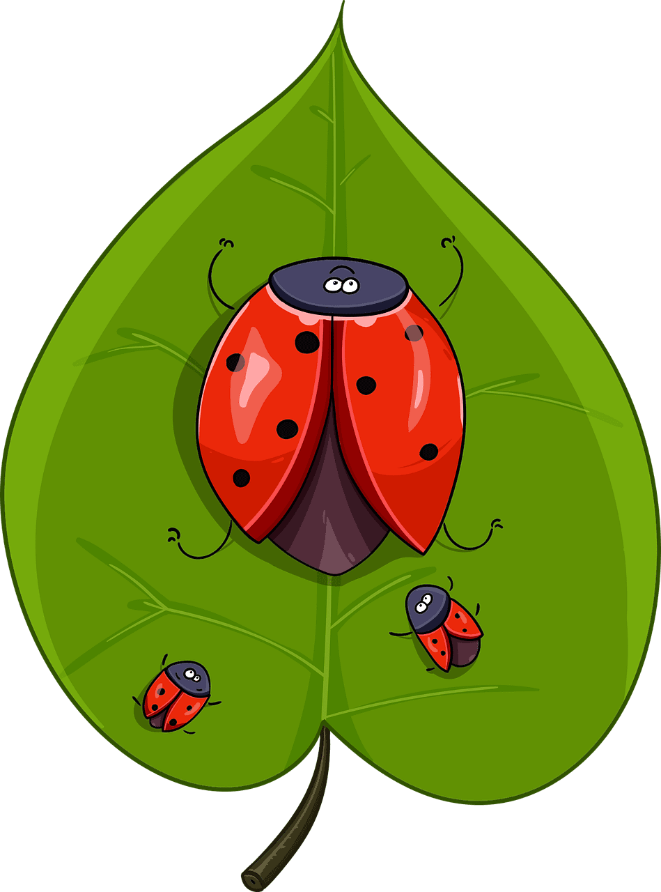 Insect sheet beetle ladybug vector graphic leaf clipart