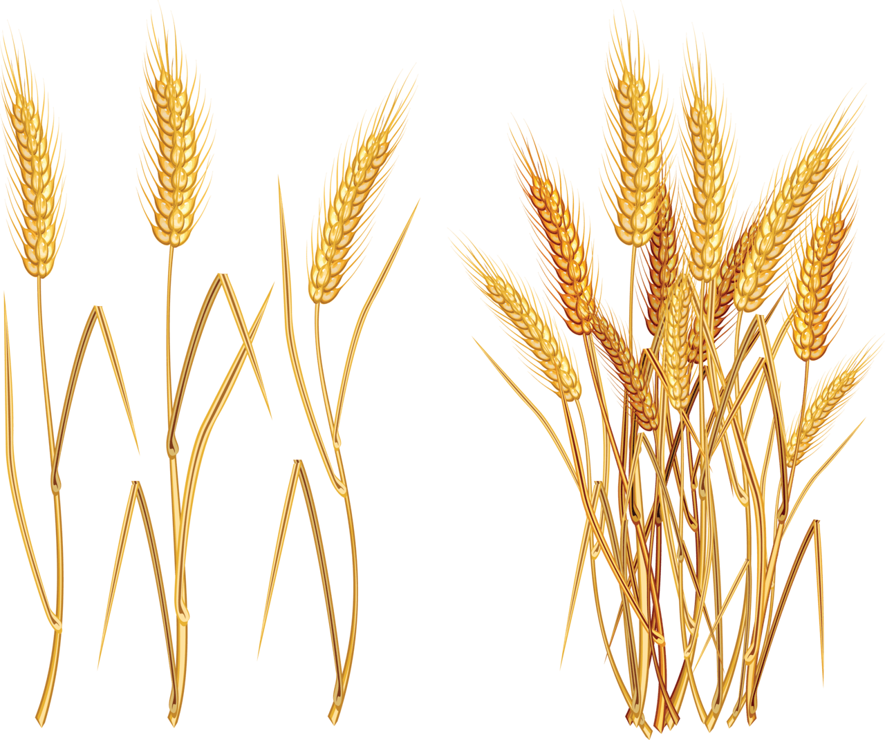 Wheat image with background clipart