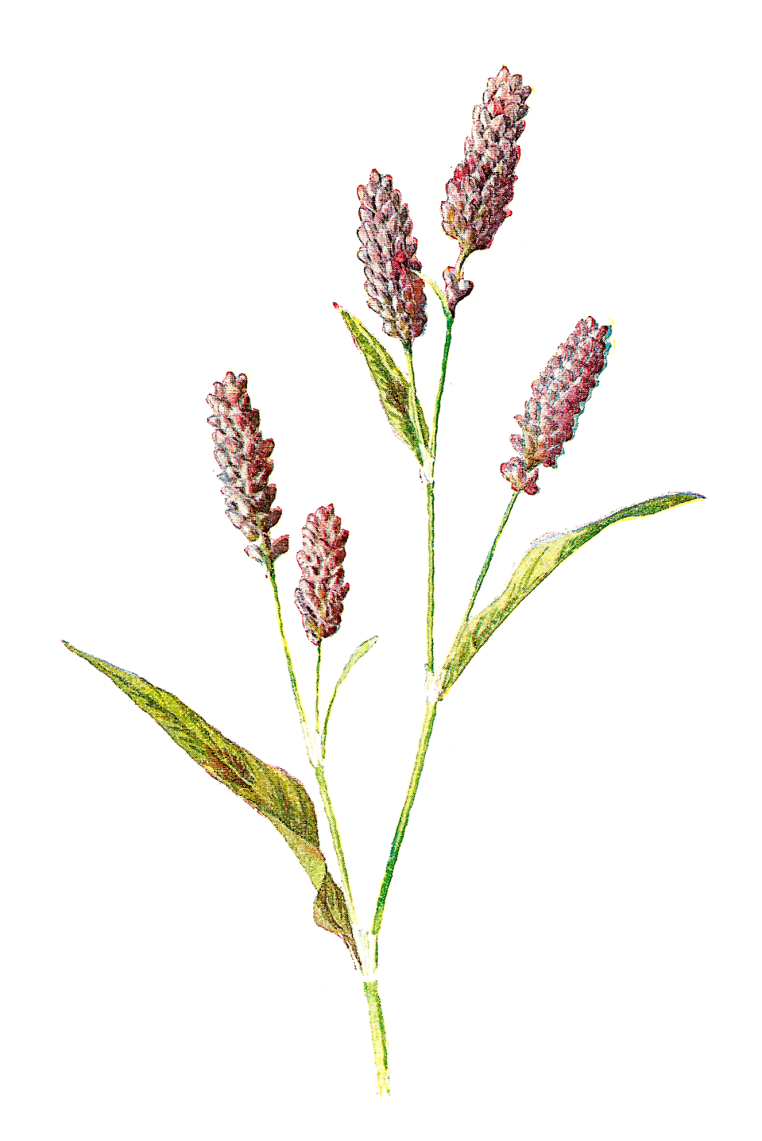 Digital wildflower flower persicaria botanical clipart transparent