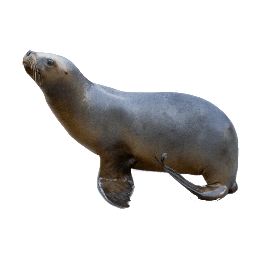 Harbor seal images hd photo clipart 2