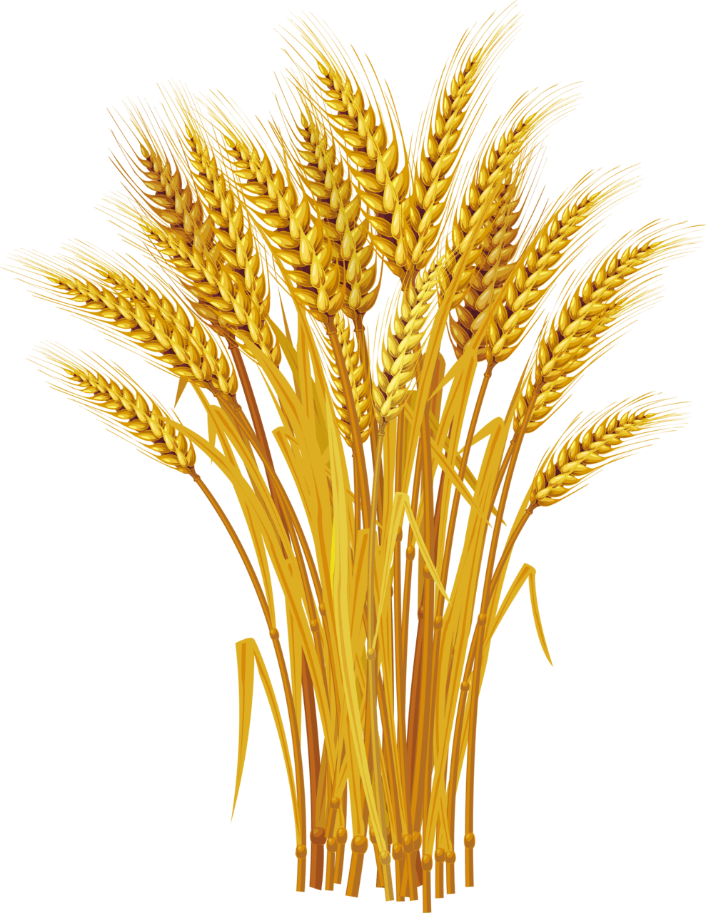 Wheat pin page clipart clip art