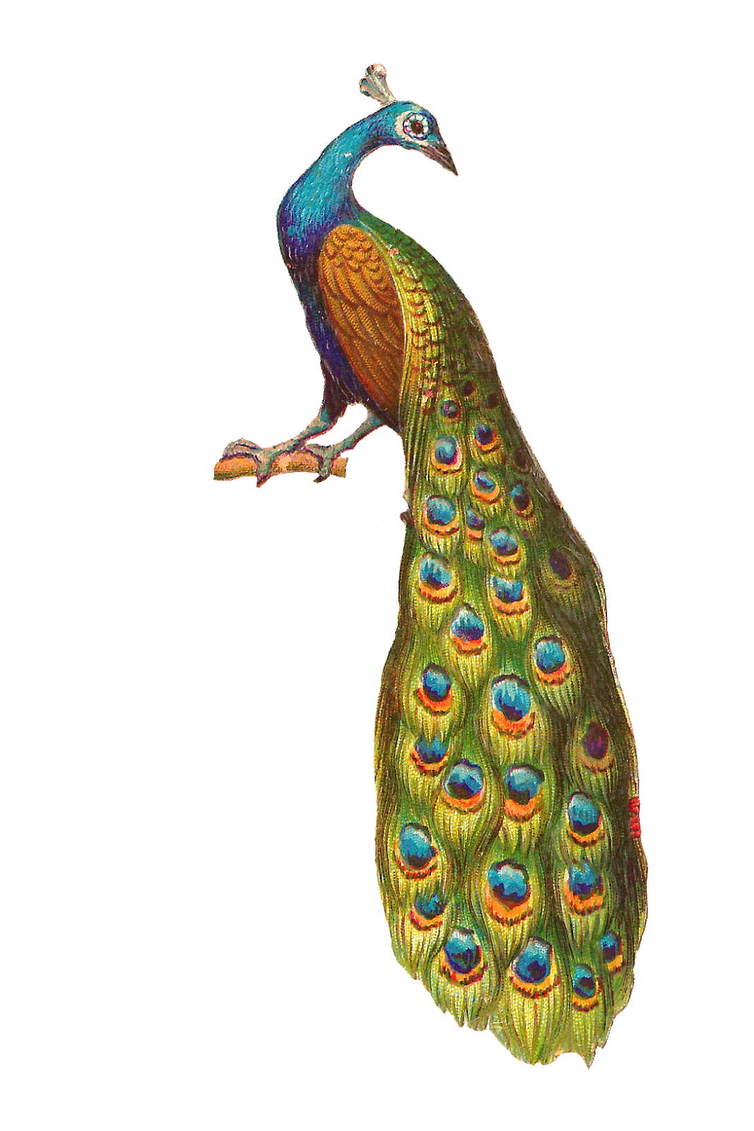 Peacock bird graphics clipart vector