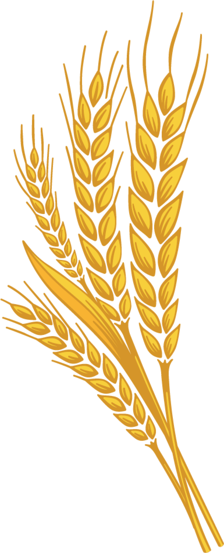 Wheat clipart gehu manna pantry of big rapids picture