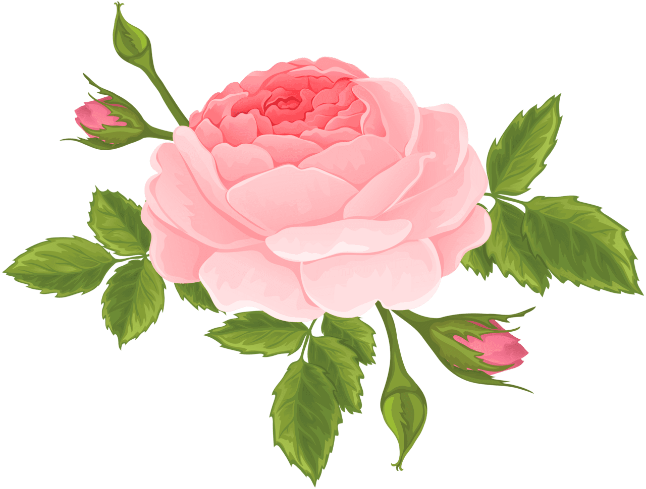 Pink flower rose with buds clipart image