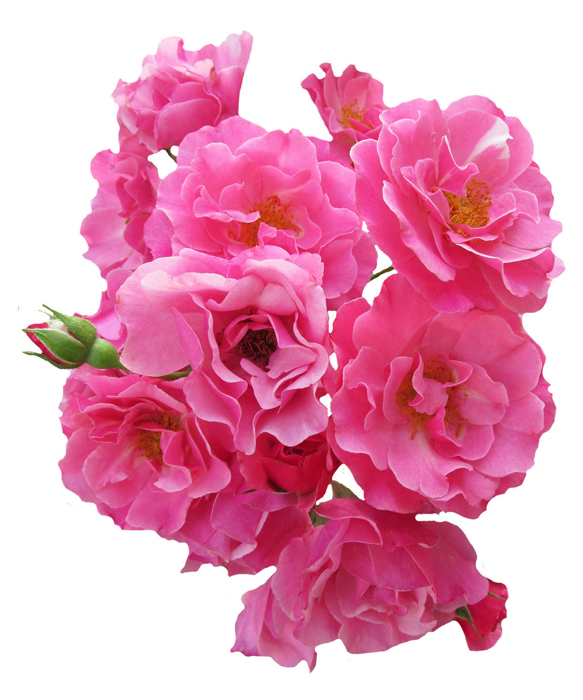 Pink flower bunch rose clipart background