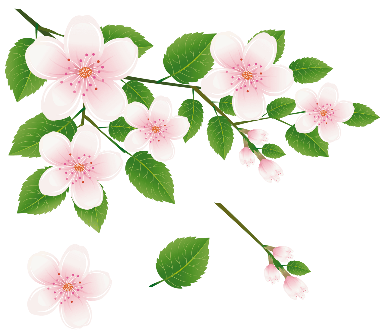 Pink flower spring tree branch with flowers clipart picture