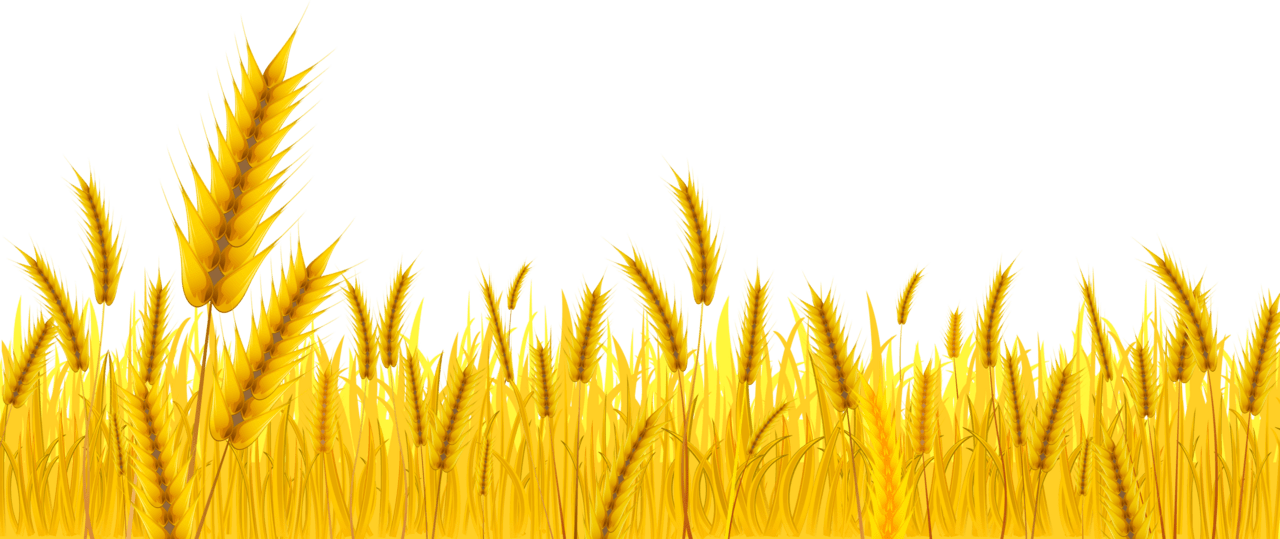 Wheat clipart free