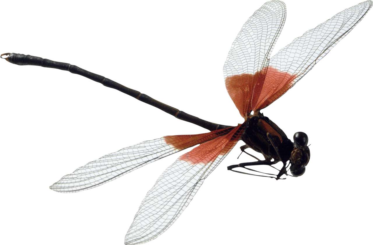 Insect dragonfly clipart logo