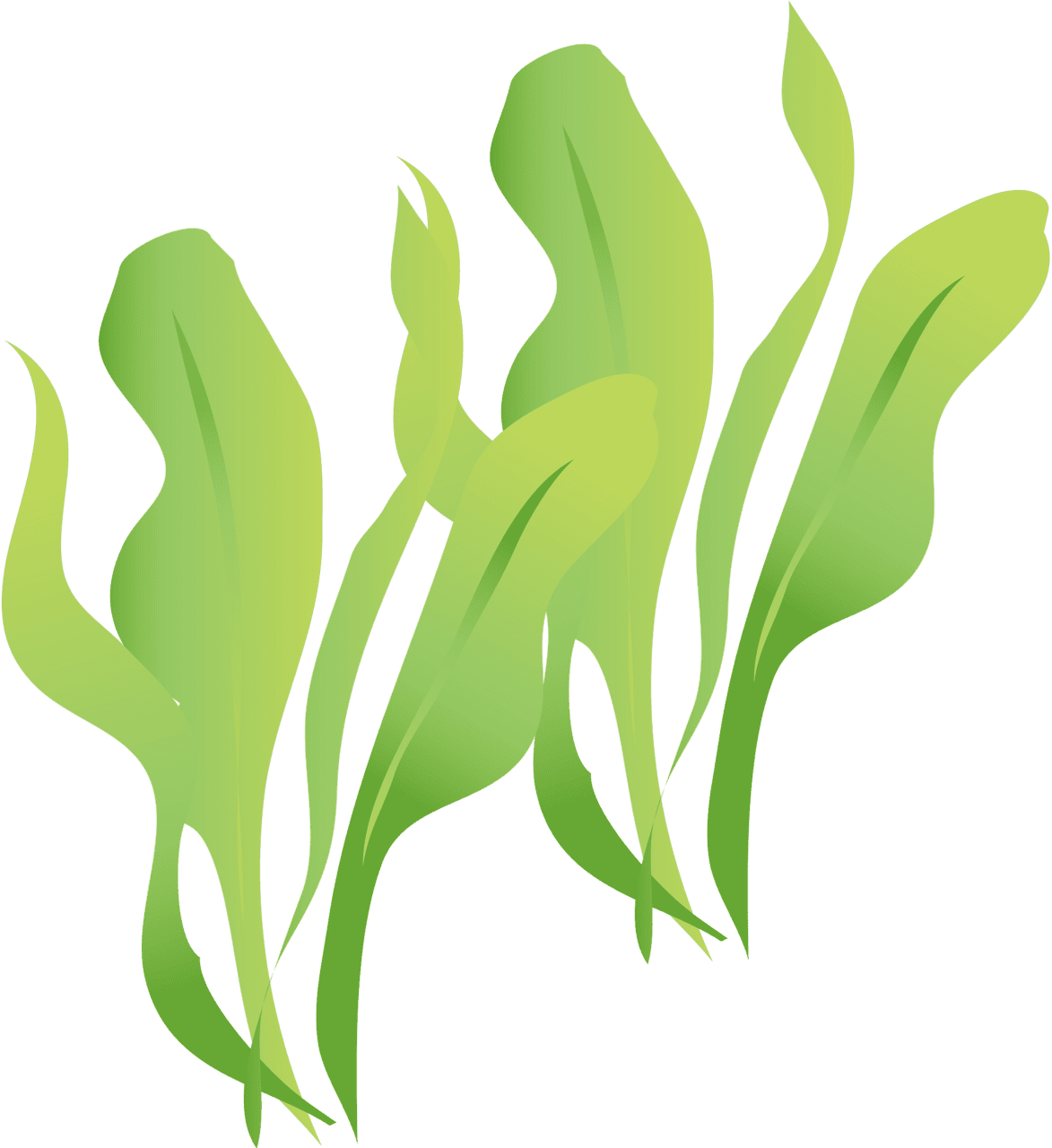 Seaweed vector clipart images 3