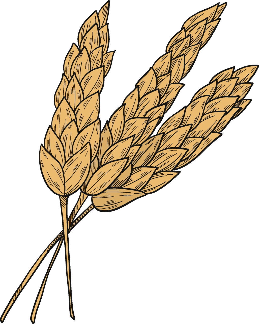 Wheat vector clipart images 3