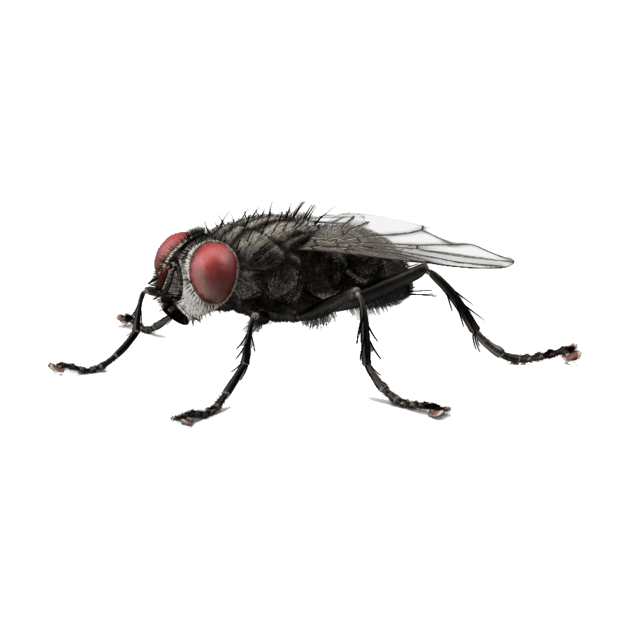 Insect housefly images hd photo clipart 2