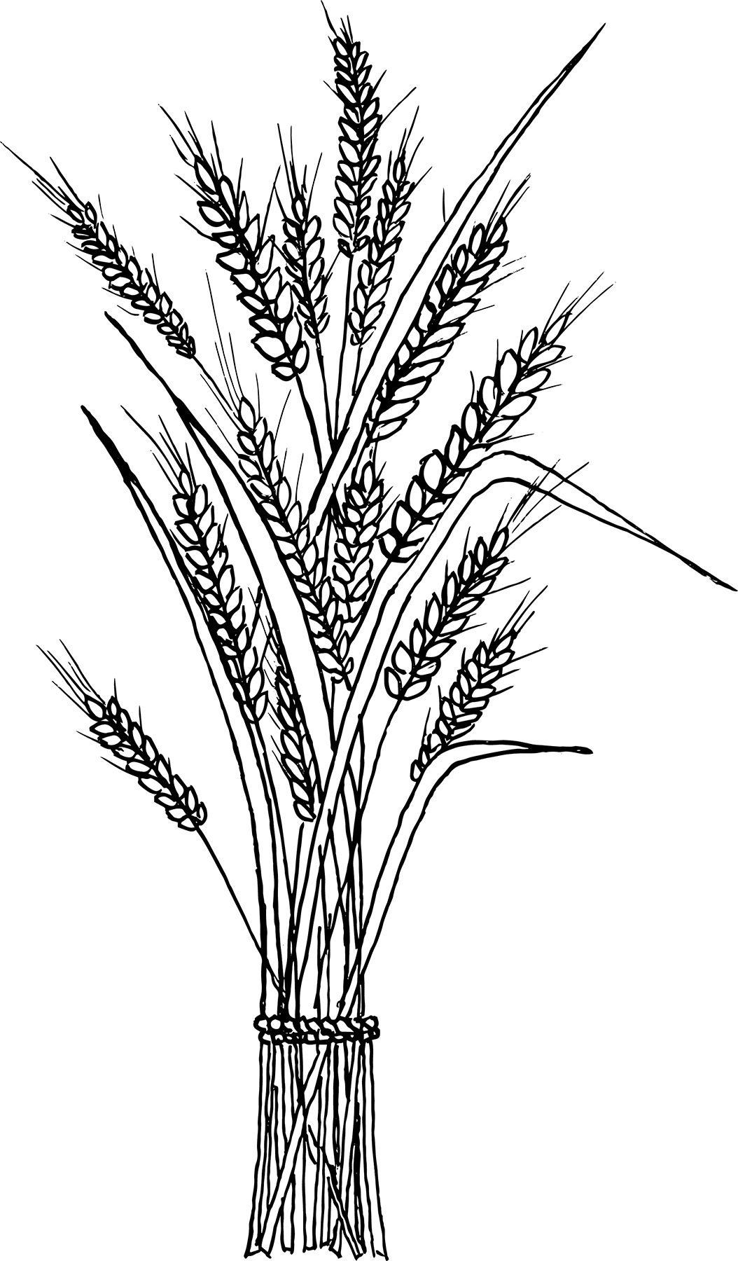 Wheat pin page clipart picture