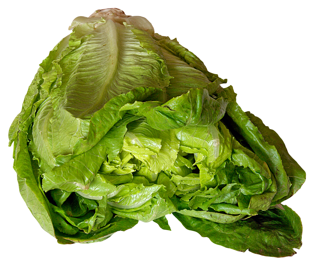 Salad lettuce clipart picture