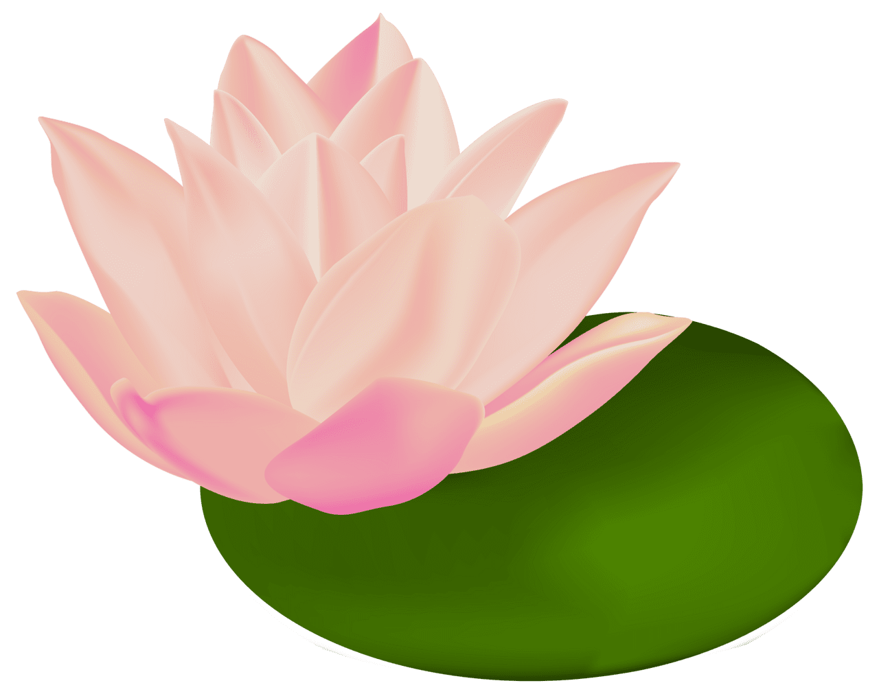 Lily pad water clipart image high quality images and