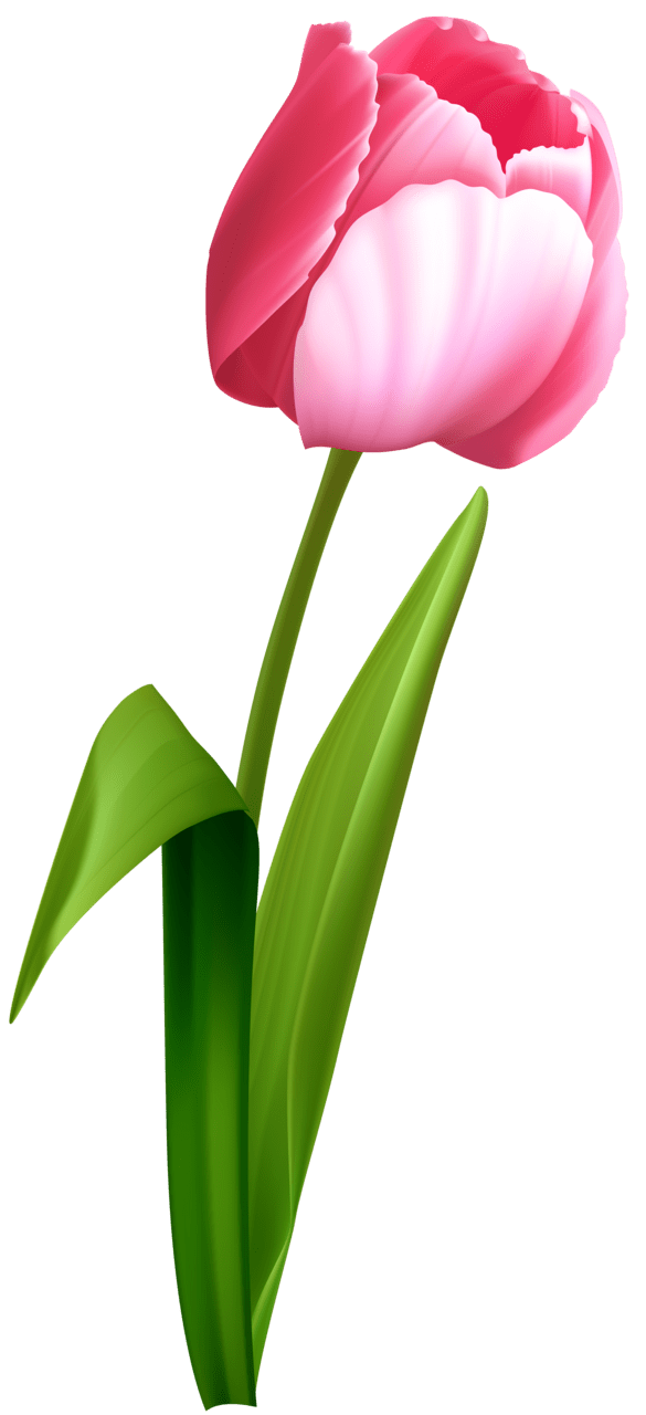 Pink flower tulip clipart image