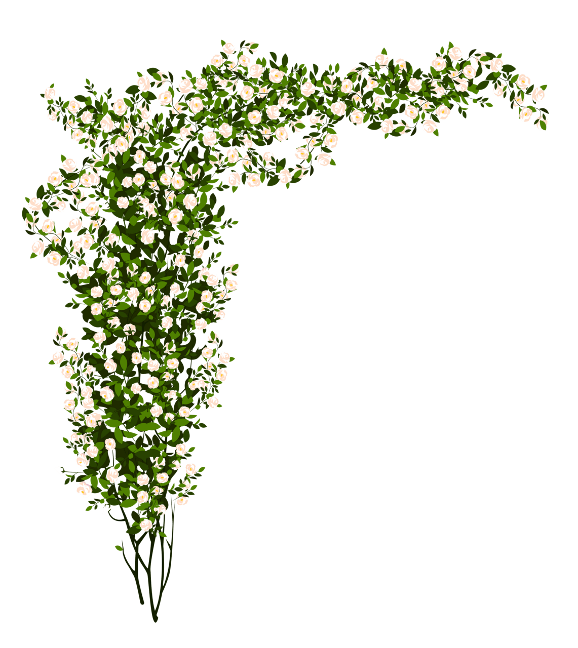 Vines decorative whte rose bush clipart picture