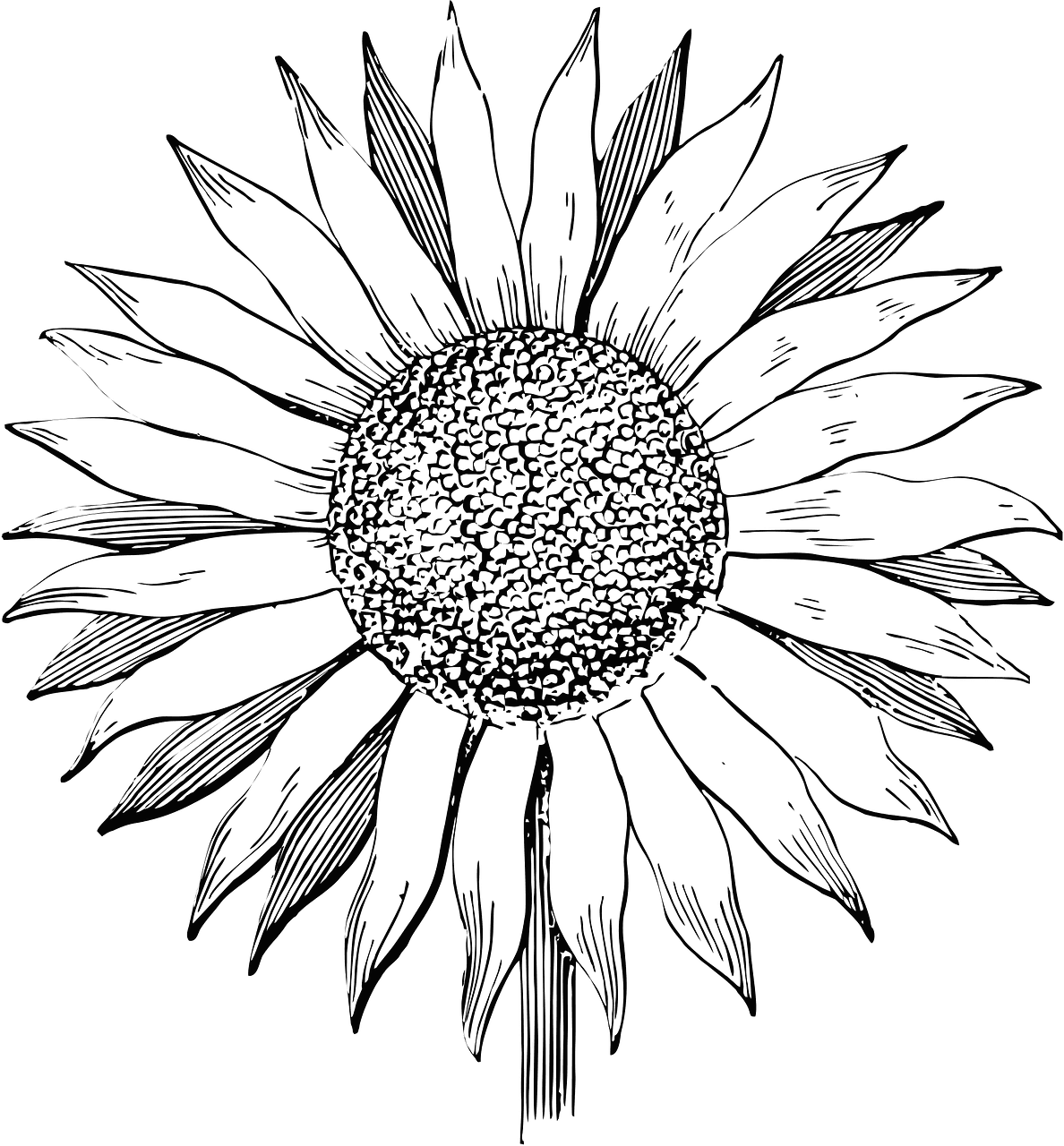 Sunflower black and white vector clipart images 2