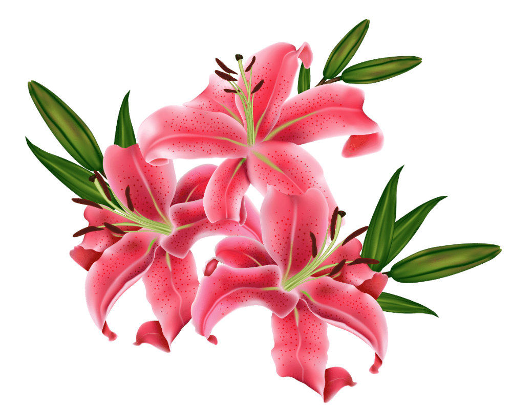 Pink flower lily cliparts background