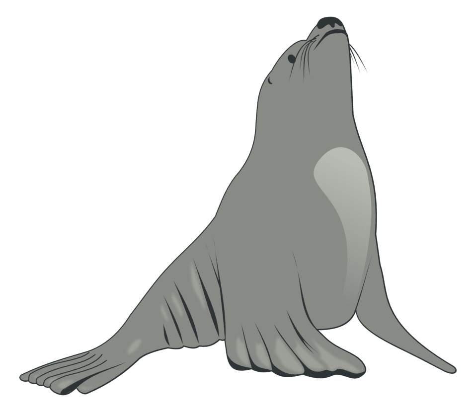 Seal clipart image sea lion id