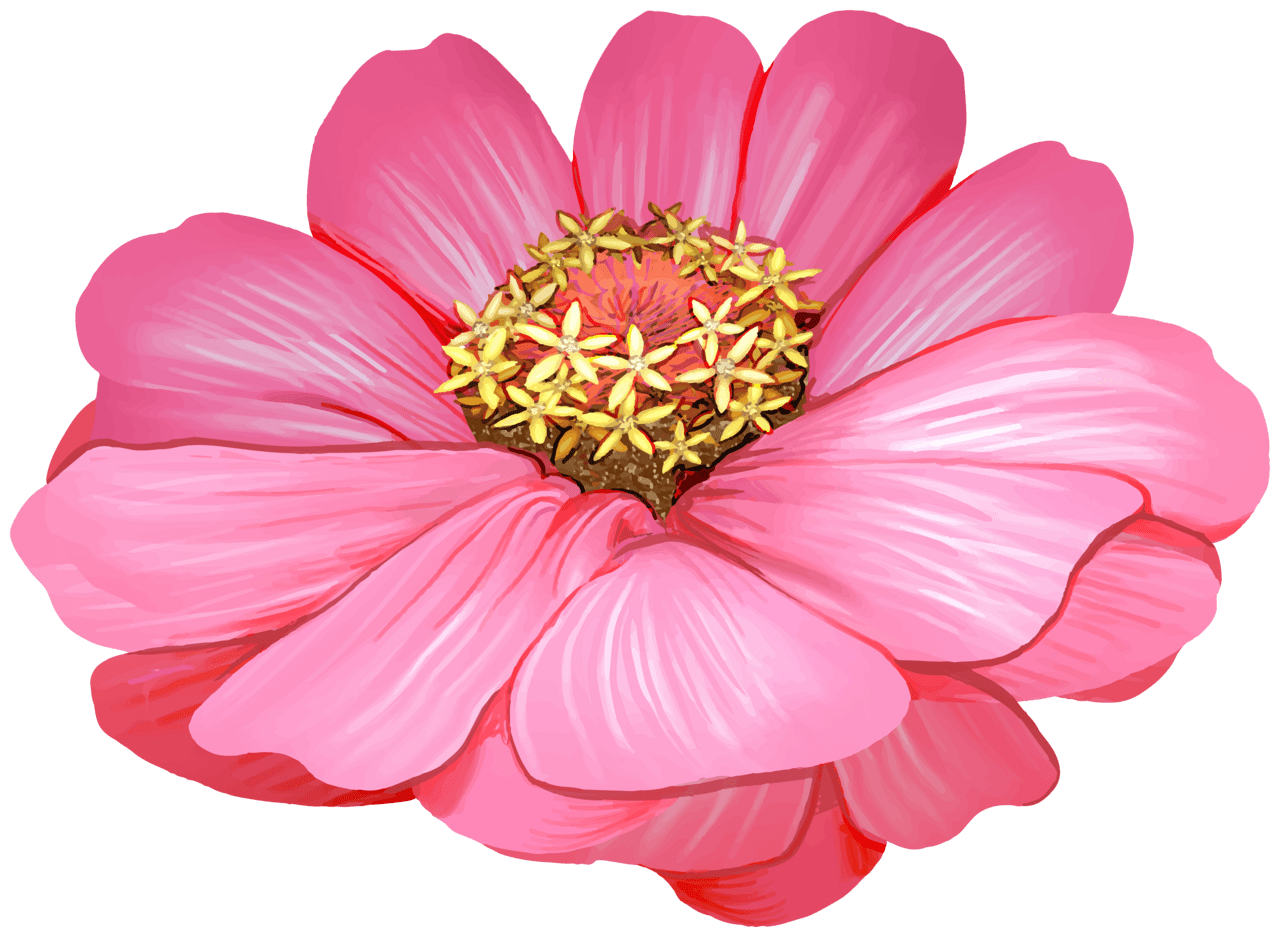 Pink flower zinnia image clipart