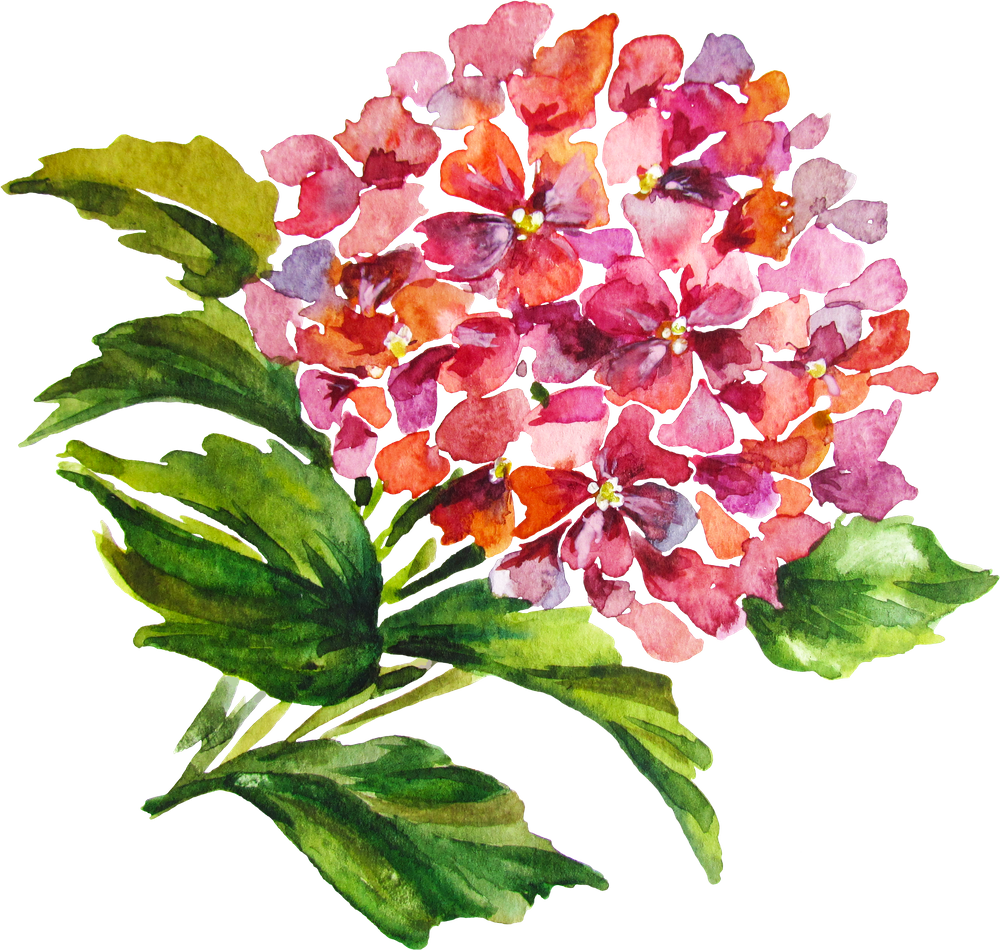 Wildflower watercolor hydrangea art print by ivka clipart photo